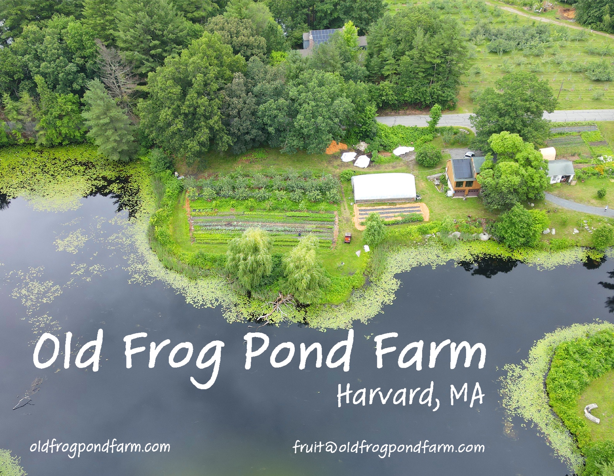Old Frog Pond Farm postcard front design.